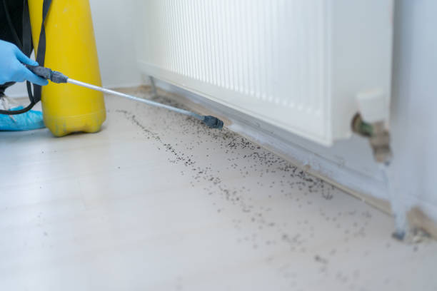 Best Bed Bug Extermination  in Jurupa Valley, CA